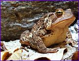 toad_eye.jpg image by visualpurple